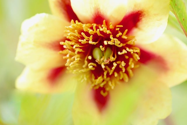 Free download peony blossom bloom petals flower free picture to be edited with GIMP free online image editor