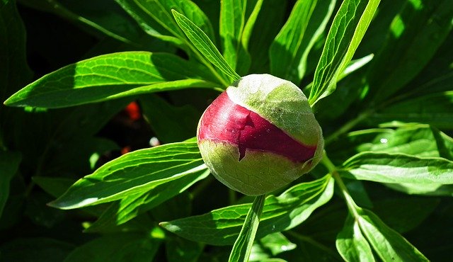 Free download Peony Bud Spring -  free photo or picture to be edited with GIMP online image editor