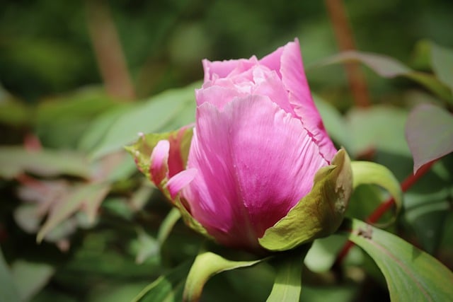 Free download peony bush peony paeonia rockii bud free picture to be edited with GIMP free online image editor