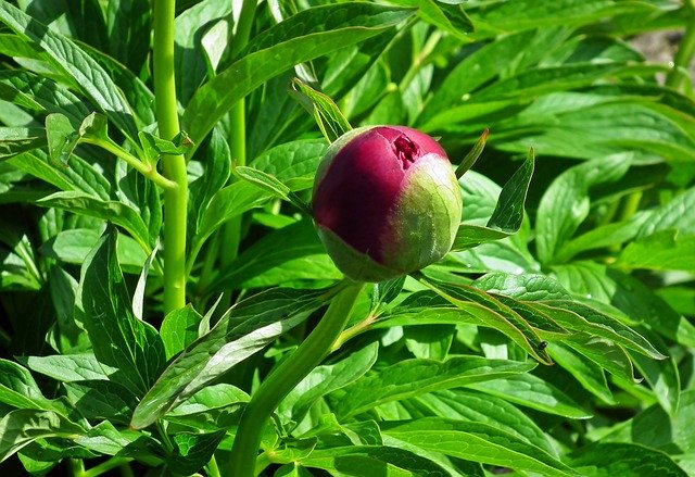 Free download Peony Flower Bud -  free photo or picture to be edited with GIMP online image editor