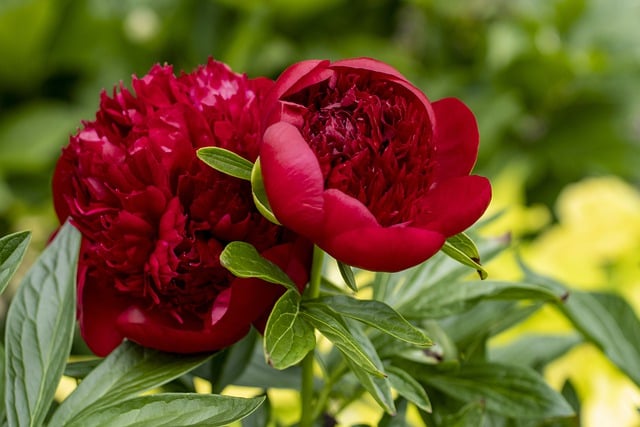 Free download peony flowers plant red flowers free picture to be edited with GIMP free online image editor