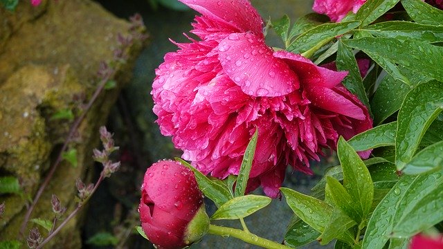 Free download Peony Open Garden -  free photo or picture to be edited with GIMP online image editor