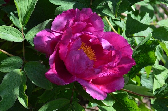 Free download Peony Paeonia Blossom free photo template to be edited with GIMP online image editor