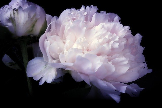 Free download Peony Pentecost Rosengewächs -  free photo or picture to be edited with GIMP online image editor