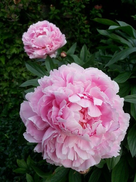 Free download Peony Pink Bloom -  free photo or picture to be edited with GIMP online image editor