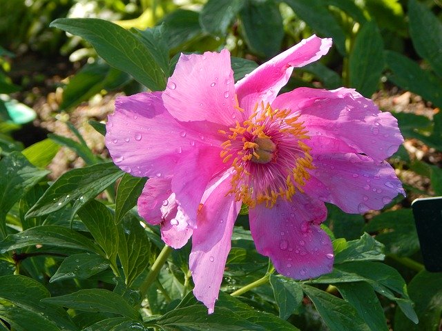 Free download Peony Pink Blossom -  free photo or picture to be edited with GIMP online image editor