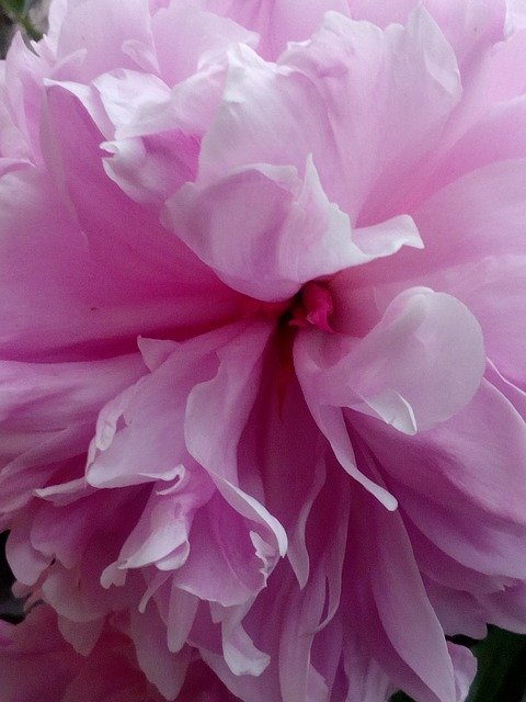 Free download Peony Pink Close Up -  free photo or picture to be edited with GIMP online image editor