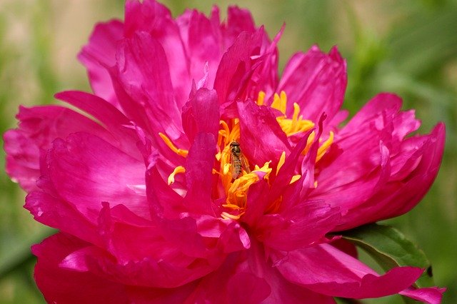 Free download Peony Pink Flower Closeup -  free photo or picture to be edited with GIMP online image editor