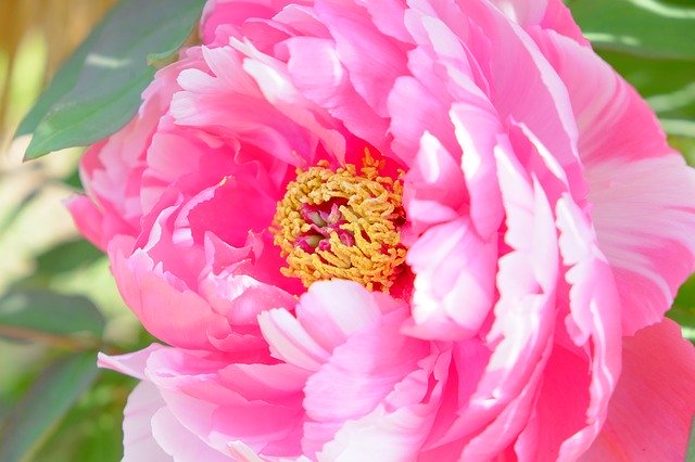 Free download Peony Pink Pollen -  free photo or picture to be edited with GIMP online image editor