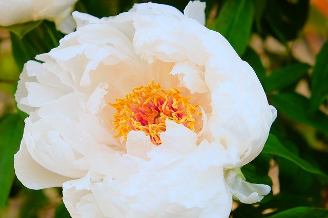 Free download Peony White Pollen -  free photo or picture to be edited with GIMP online image editor