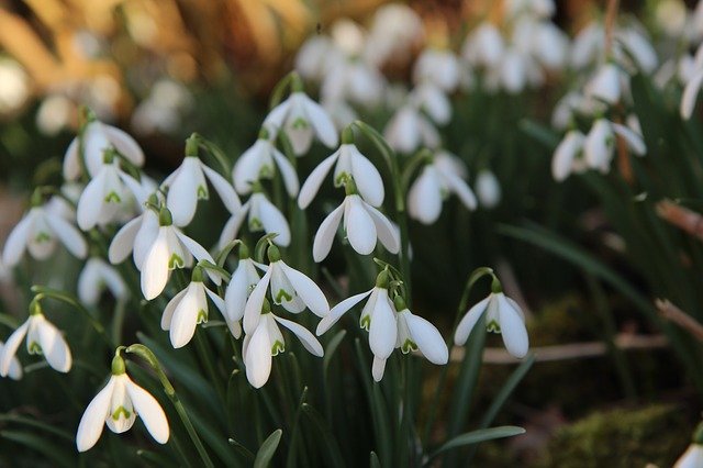 Free download Perce-Neige White Flowers -  free photo or picture to be edited with GIMP online image editor