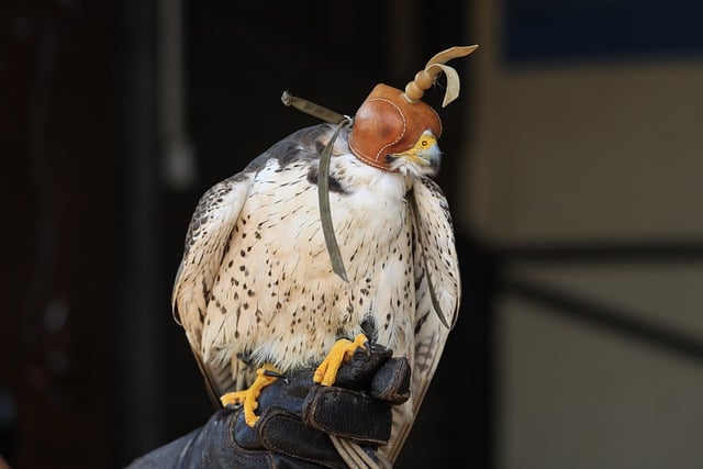 Free download peregrine falcon falcon falconry free picture to be edited with GIMP free online image editor