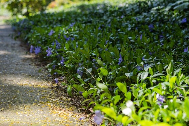 Free download Periwinkle Flower Purple -  free photo or picture to be edited with GIMP online image editor