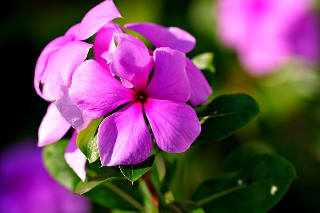 Free download periwinkle flowers plant vinca free picture to be edited with GIMP free online image editor