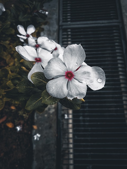 Free download periwinkle flowers white flowers free picture to be edited with GIMP free online image editor