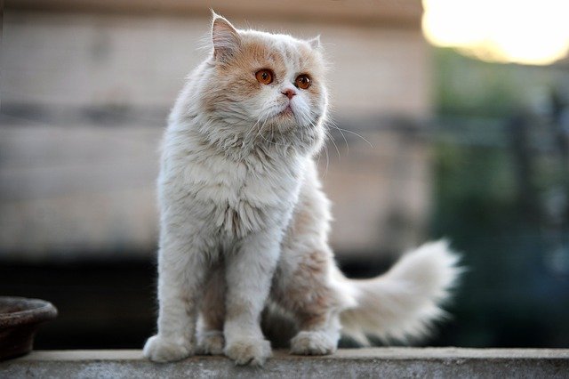 Free download persian cat cat pet kitten animal free picture to be edited with GIMP free online image editor