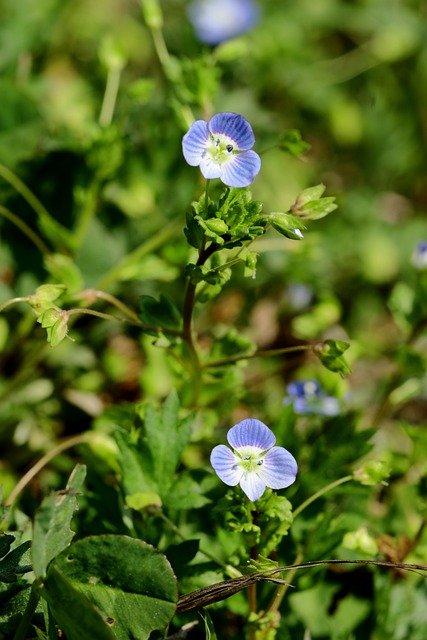 Free download persian speedwell flowers plants free picture to be edited with GIMP free online image editor