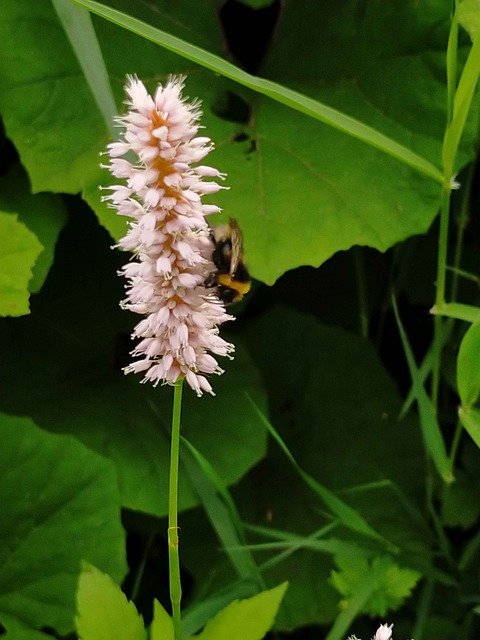 Free download persicaria bistorta flower bee free picture to be edited with GIMP free online image editor