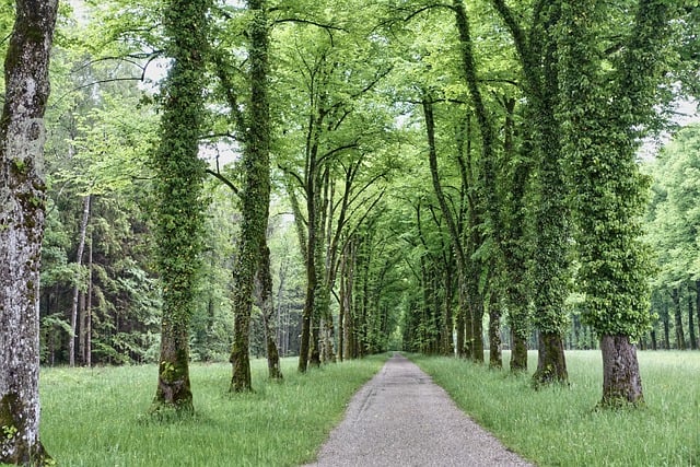 Free download perspective trees nature path free picture to be edited with GIMP free online image editor