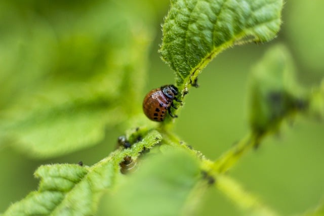 Free download pest beetle parasite larva bug free picture to be edited with GIMP free online image editor