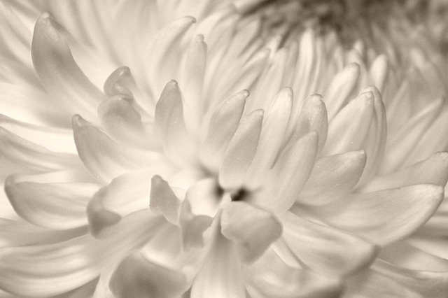 Free download Petals Chrysanthemum Flower -  free photo or picture to be edited with GIMP online image editor