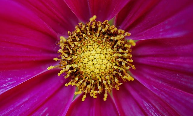 Free download petals cosmos flowers stamens free picture to be edited with GIMP free online image editor