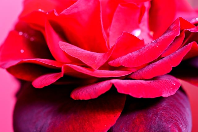 Free download petals red rose flora flower free picture to be edited with GIMP free online image editor