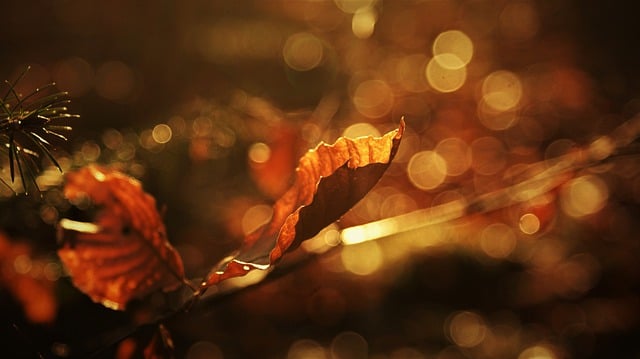 Free download petal winter atmosphere bokeh free picture to be edited with GIMP free online image editor