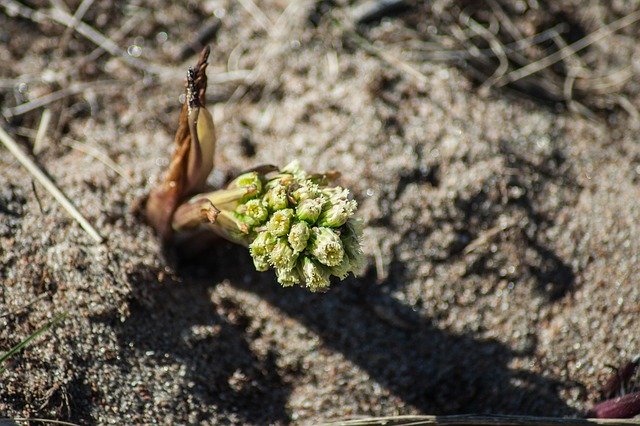 Free download Petasites Spurius Flower Nature -  free photo or picture to be edited with GIMP online image editor