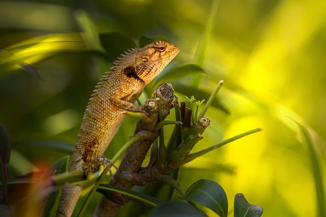 Free download pet calotes versicolor free picture to be edited with GIMP free online image editor