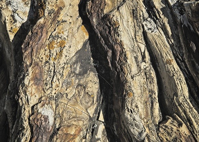 Free download Petrified Wood Tree Mineralization -  free photo or picture to be edited with GIMP online image editor