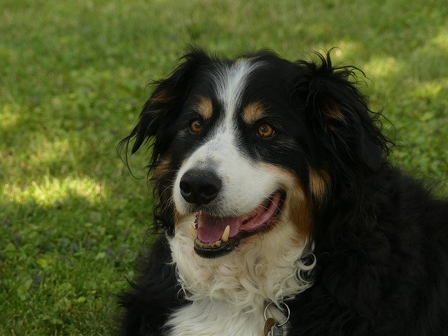 Free download Pets Dogs Breed Bernese Mountain -  free photo or picture to be edited with GIMP online image editor