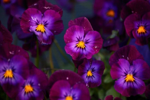 Free download Petunia Purple Plants Violet -  free photo or picture to be edited with GIMP online image editor