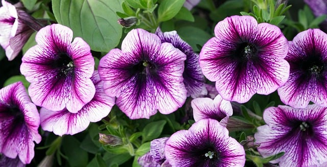 Free download petunias flowers violet flowers free picture to be edited with GIMP free online image editor