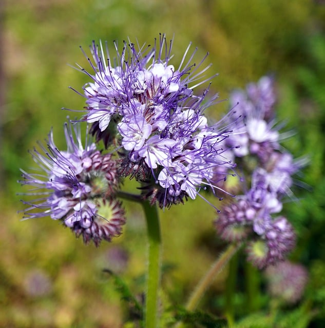 Free download phacelia wildflower blossom bloom free picture to be edited with GIMP free online image editor