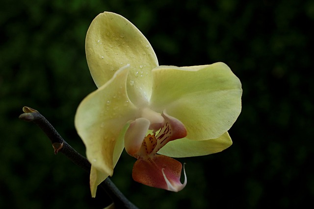 Free download phalaenopsis moth orchid free picture to be edited with GIMP free online image editor