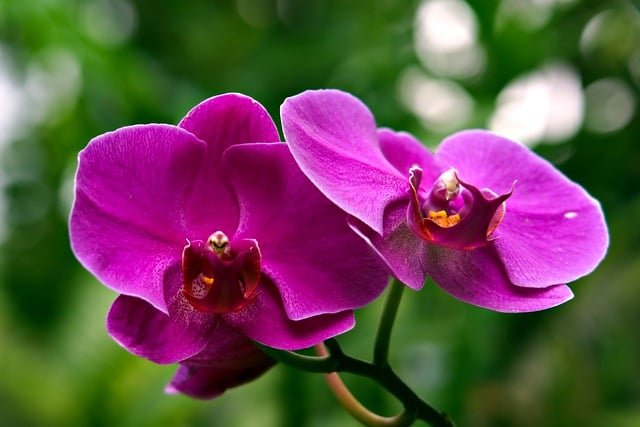 Free download phalaenopsis orchids flowers free picture to be edited with GIMP free online image editor