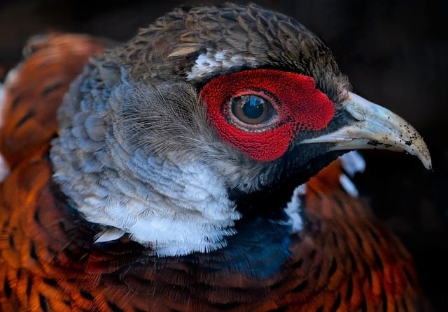 Free download pheasant bird ornithology species free picture to be edited with GIMP free online image editor