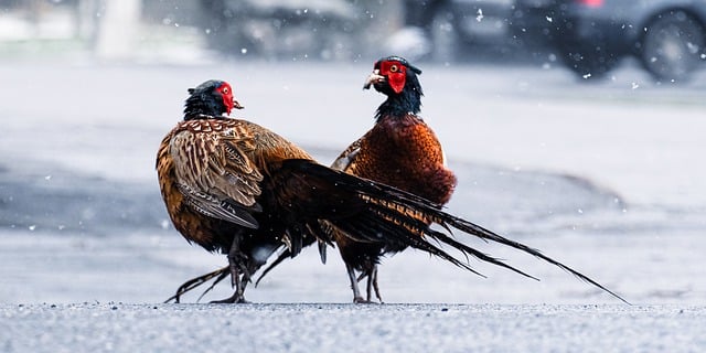 Free download pheasant birds fight snow winter free picture to be edited with GIMP free online image editor