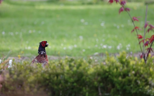 Free download pheasant hedge meadow nature bird free picture to be edited with GIMP free online image editor