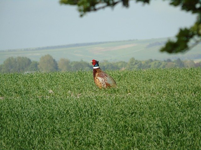 Free download Pheasant Nesting Bird Watching -  free photo or picture to be edited with GIMP online image editor