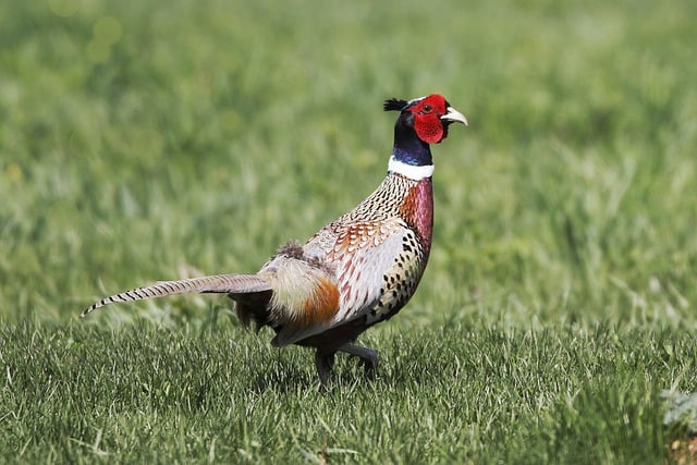 Free download pheasant ring necked pheasant fowl free picture to be edited with GIMP free online image editor