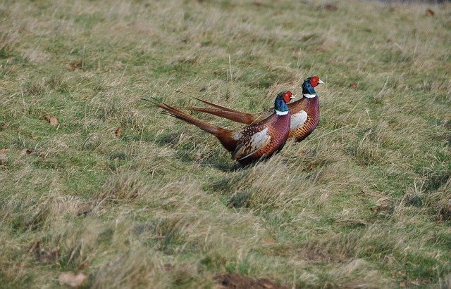 Free download Pheasants Running Amusing -  free photo or picture to be edited with GIMP online image editor