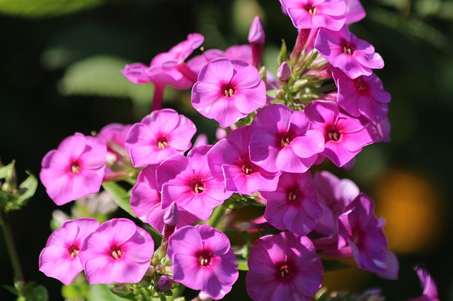 Free download phlox plants pink garden gardening free picture to be edited with GIMP free online image editor