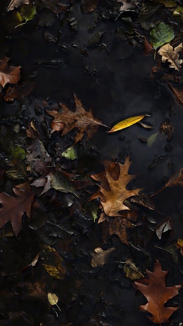 Free download phone wallpaper autumn leaves free picture to be edited with GIMP free online image editor