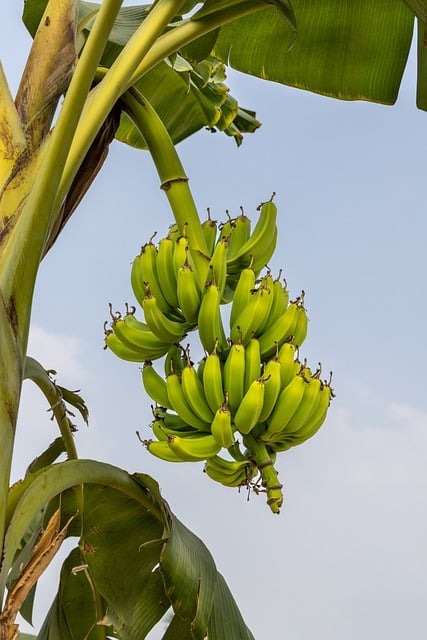 Free download phone wallpaper bananas fruits free picture to be edited with GIMP free online image editor