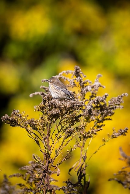 Free download phone wallpaper bird finch free picture to be edited with GIMP free online image editor