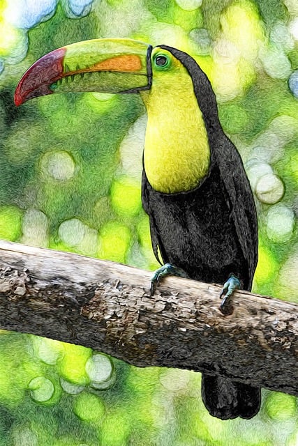 Free download phone wallpaper bird toucan avian free picture to be edited with GIMP free online image editor