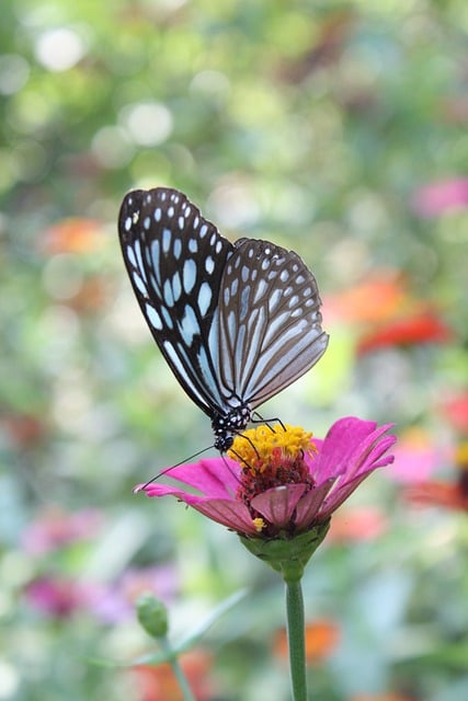 Free download phone wallpaper butterfly flower free picture to be edited with GIMP free online image editor