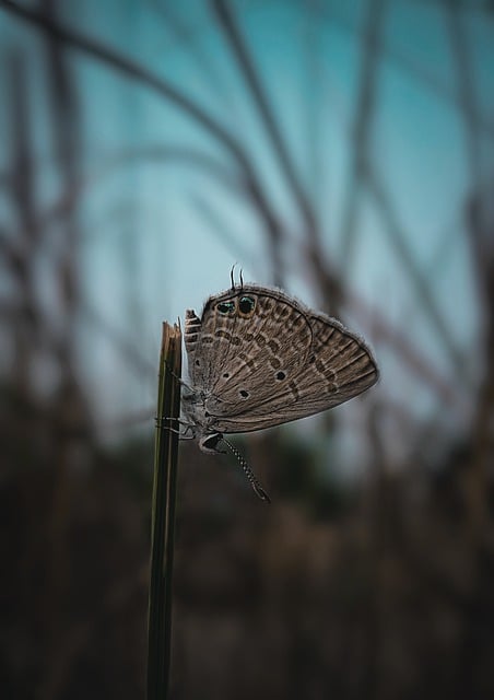 Free download phone wallpaper butterfly insect free picture to be edited with GIMP free online image editor